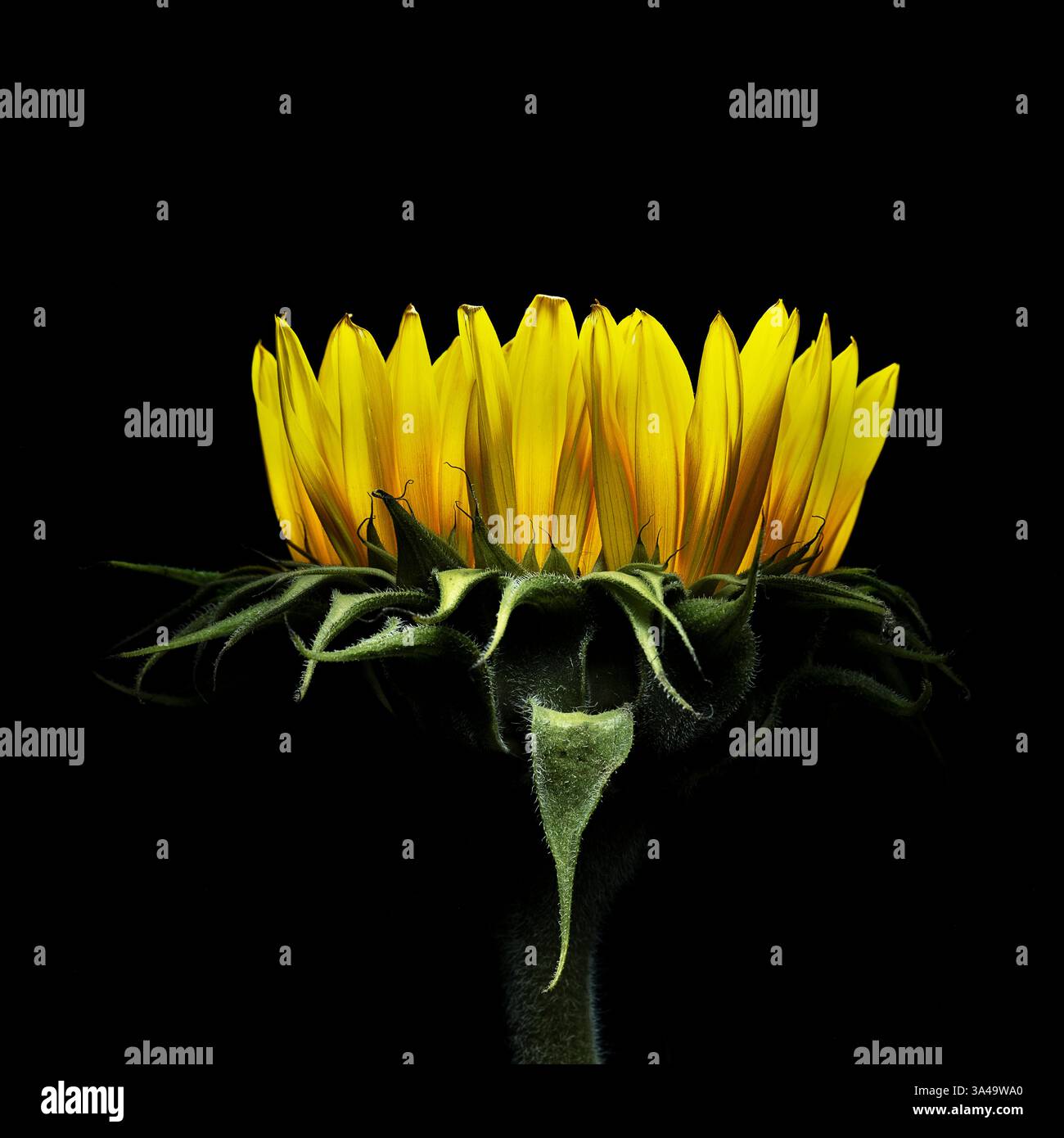 Sunflower portrait on a black background Stock Photo