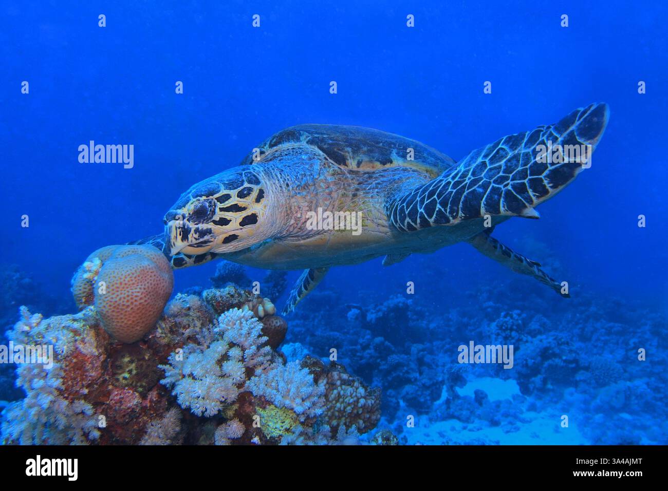 Fresh Hawksbill Feeding India Angle Depending Four Reference: Hawksbill Sea Turtle Feeding On Soft Coral In Red Sea