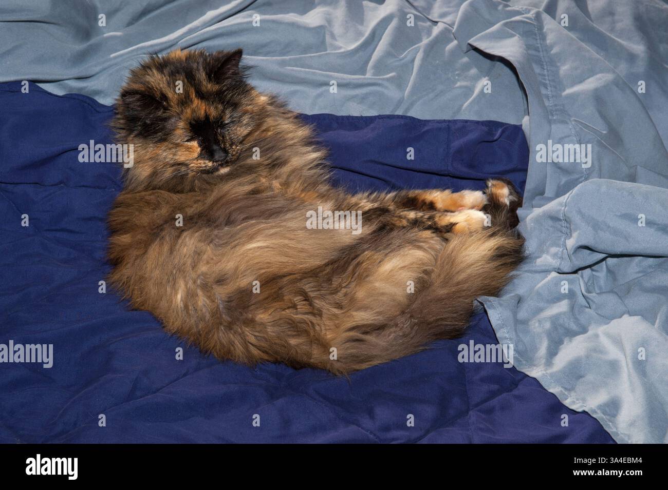 Tortoiseshell cat on a bed with blue sheets and blanket Stock Photo