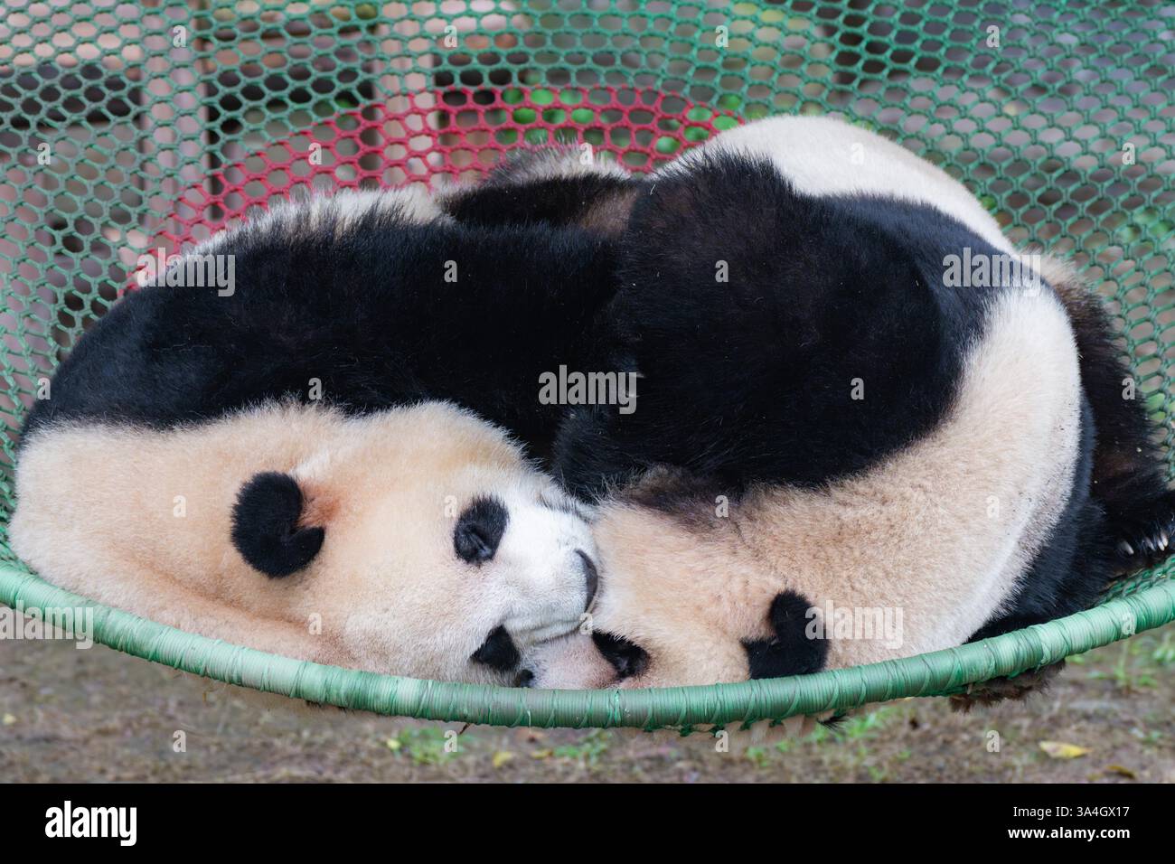 Giant pandas enjoy spring time at Chongqing Zoo, Chongqing, China, 15 ...