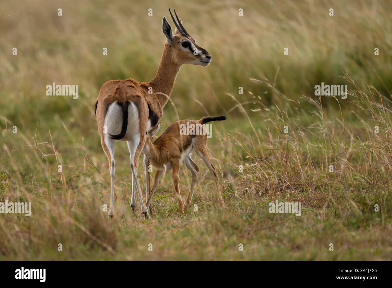 Doe and fawn thomsons gazelle in Masai Mara, Kenya Stock Photo - Alamy