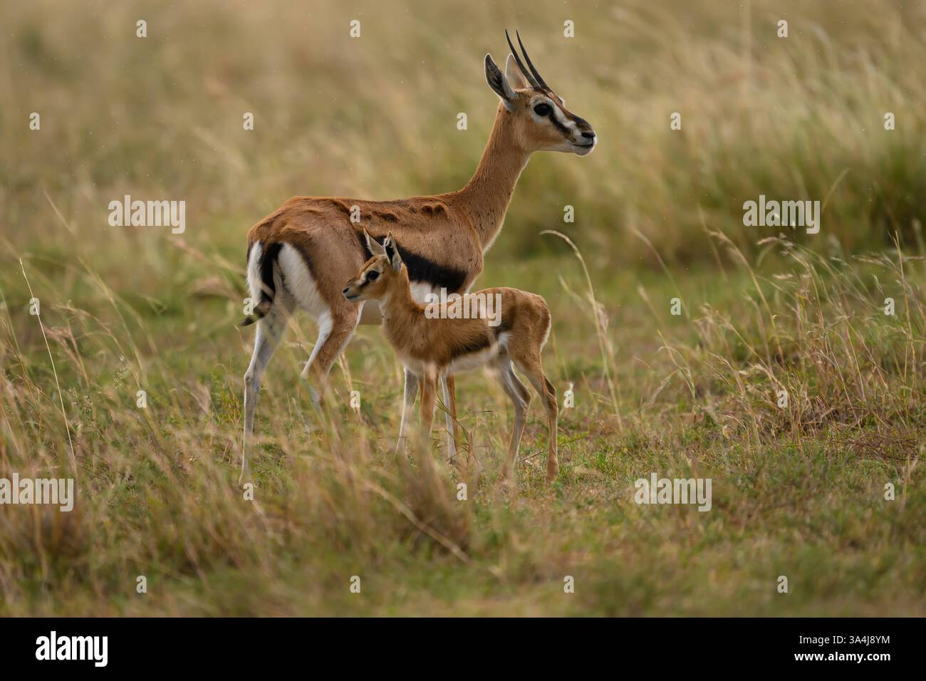 Female thomsons gazelle with fawn hi-res stock photography and images ...
