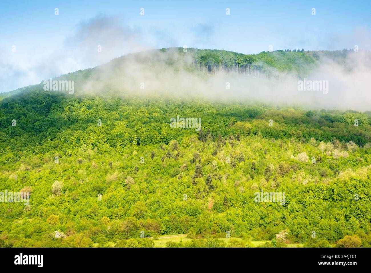 nature background with mountain and fog evaporating to cloud. beautiful view of forest on the hill in morning light. scenic weather Stock Photo