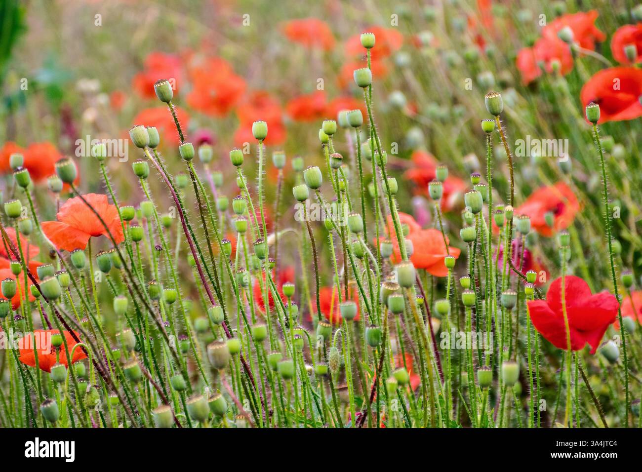 field with red poppy flowers in summer. floral nature background in bloom on the green rural meadow. Stock Photo