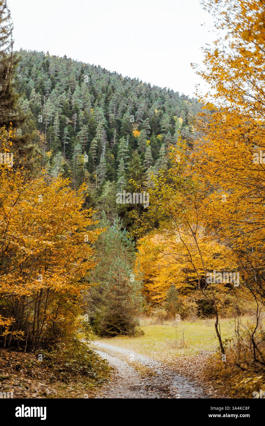 Autumn landscape with vibrant yellow trees framing the scene, a ...