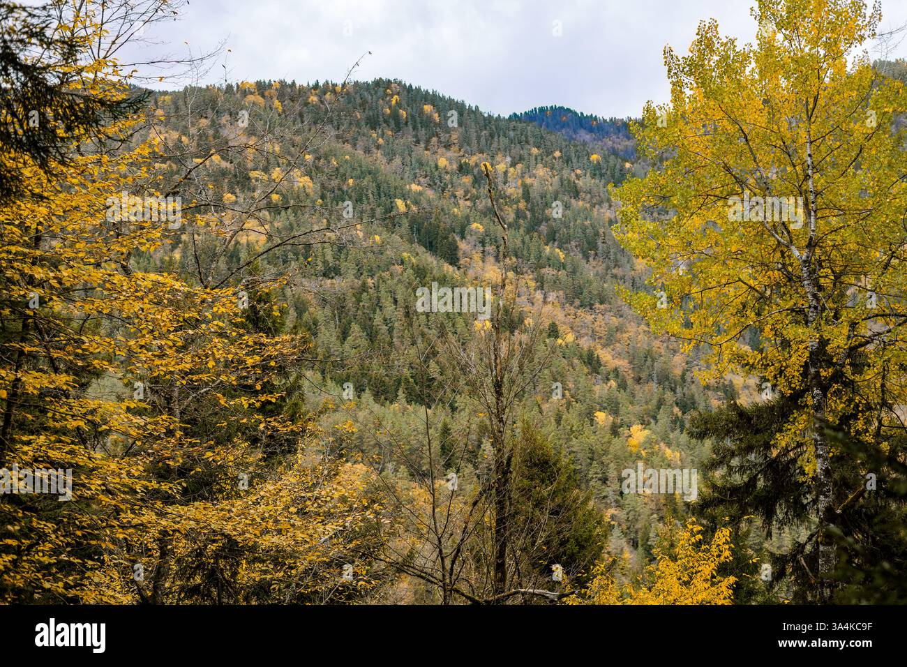 Autumn landscape with vibrant yellow trees framing the scene, a ...