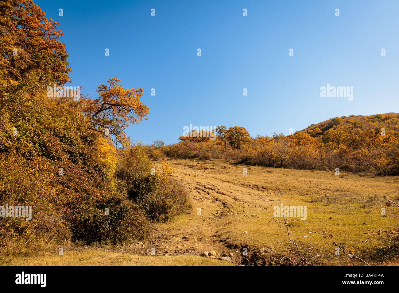 Golden autumn landscape under a bright blue sky. Sunlit trees with ...