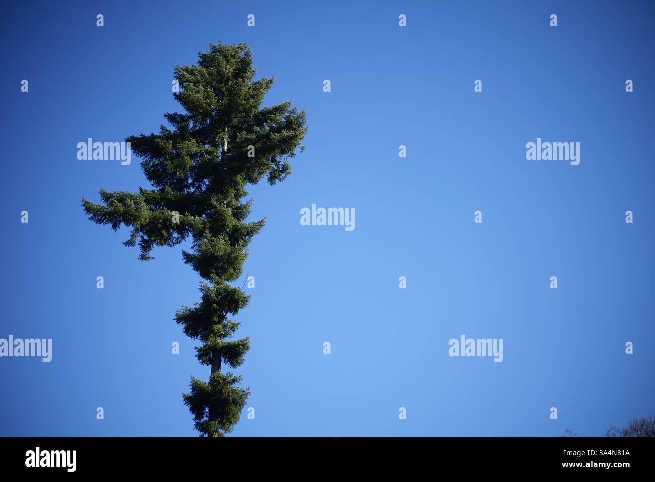 Single conifer tree hi-res stock photography and images - Alamy