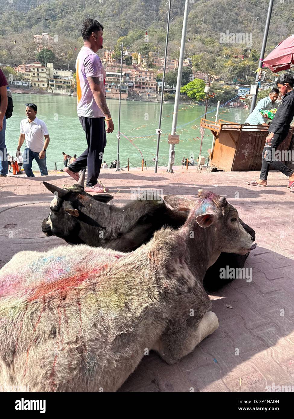 Cows by Ganges river during Holi festival in Rishikesh, India - Smartphone Captured Stock Image