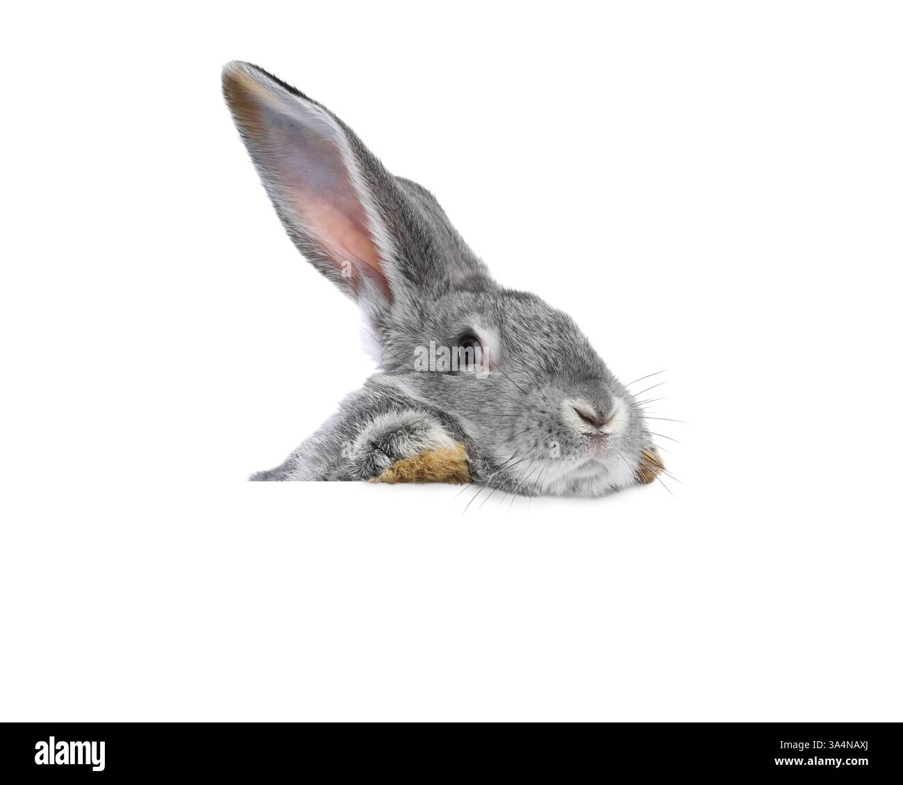Cute fluffy rabbit peeking out on white background Stock Photo