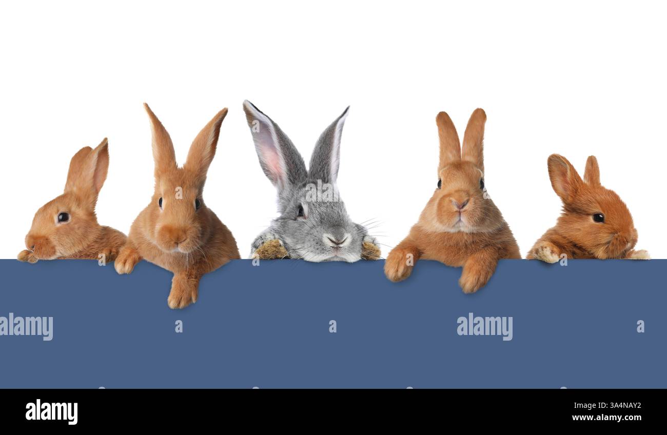Cute fluffy rabbits peeking out from blue paper banner on white ...