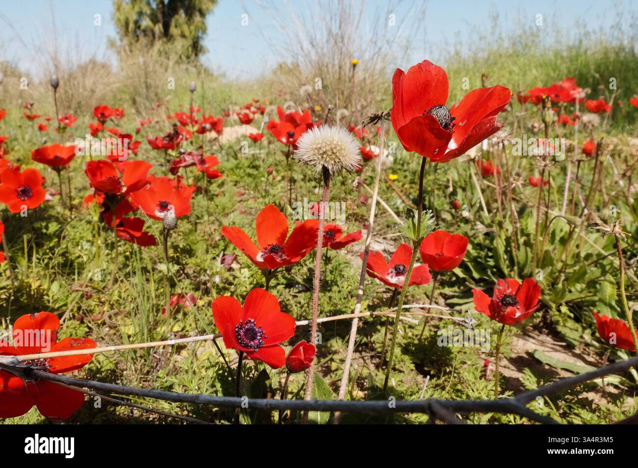 Shevat hi-res stock photography and images - Alamy