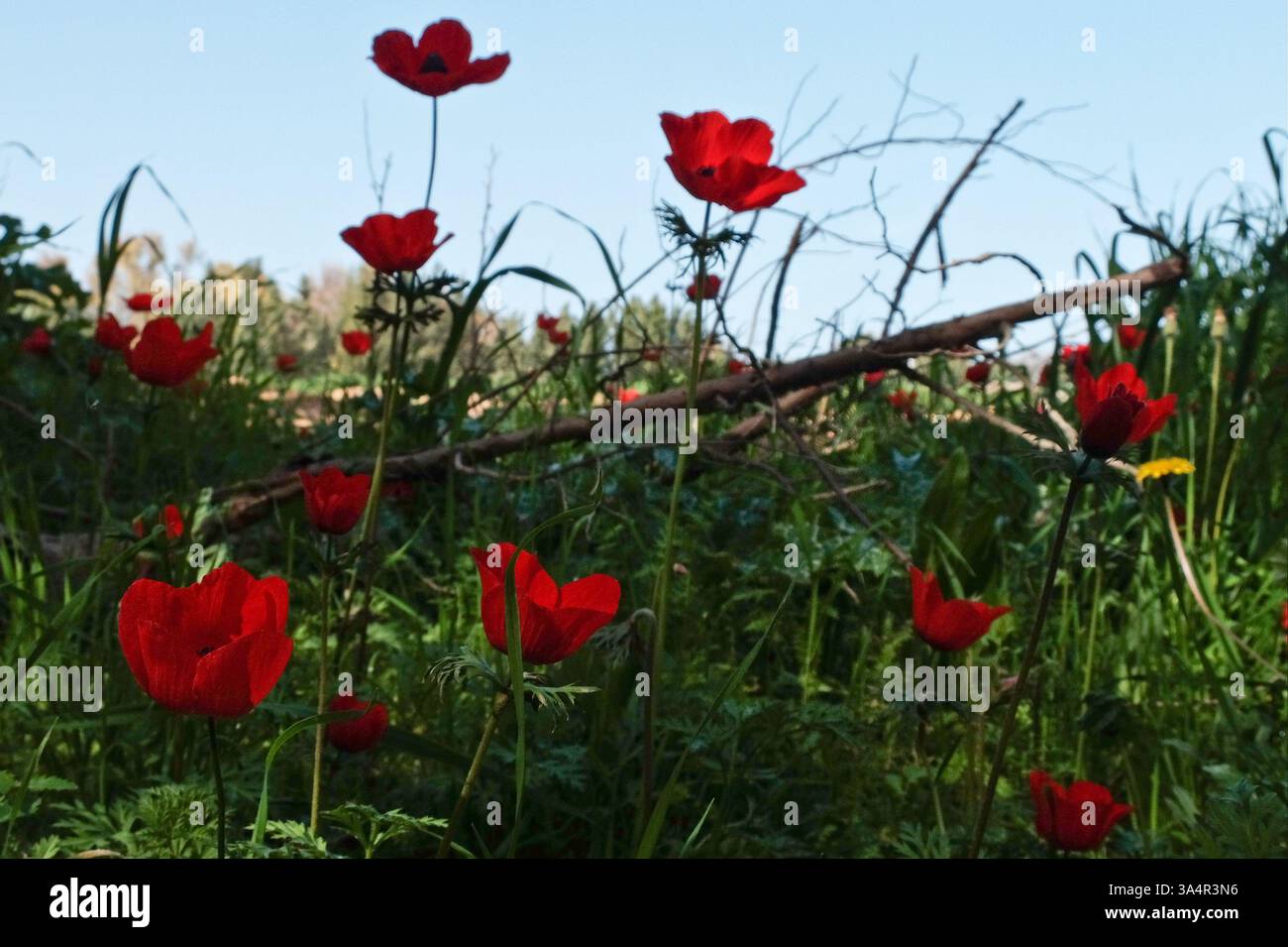 Shevat hi-res stock photography and images - Alamy