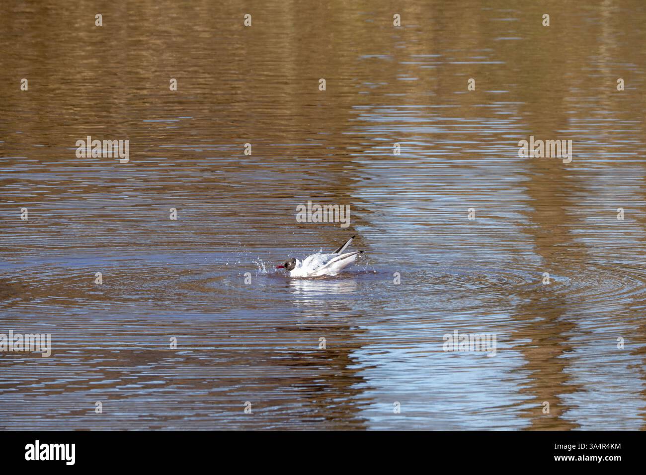 Black-Headed Gull Bathing in a Tranquil Lake Stock Photo