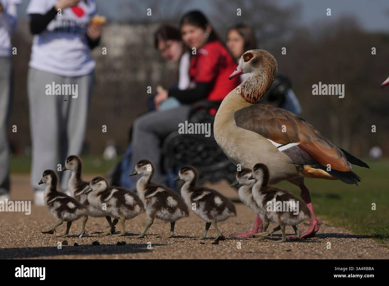 Egyptian Geese Walk On A Sunny Day At A Park In London Wednesday 
