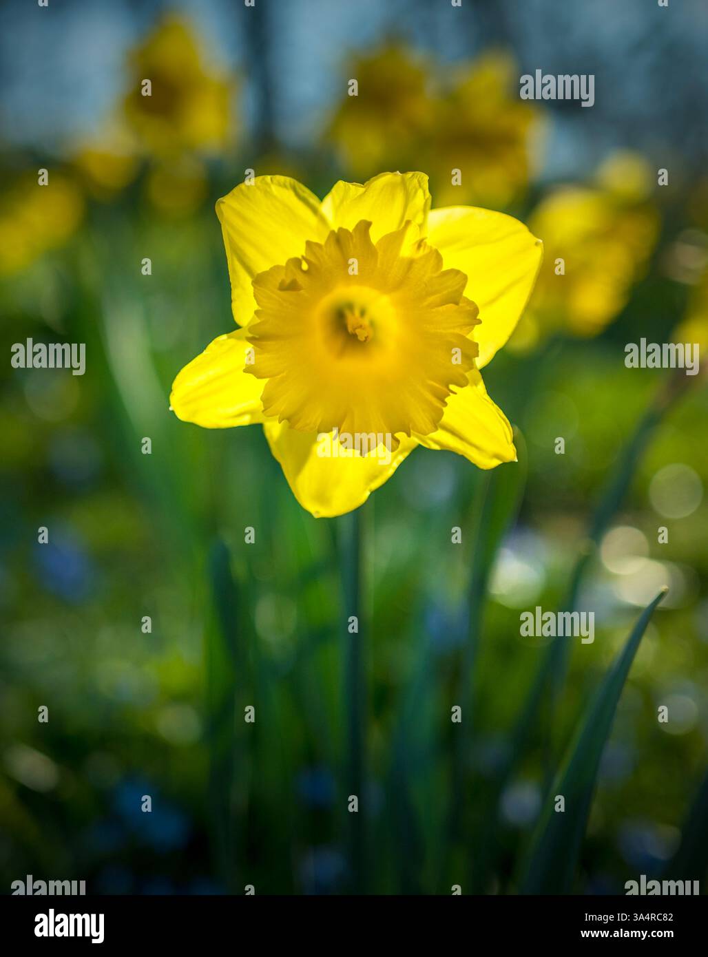 A single yellow daffodil with a blurred background Stock Photo