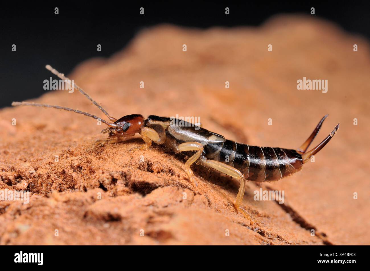 Common earwig european earwig forficula hi-res stock photography and ...