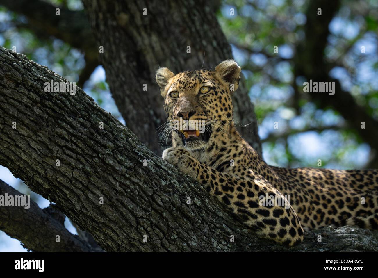 African leopard sitting on a tree branch and resting in the sun Stock ...