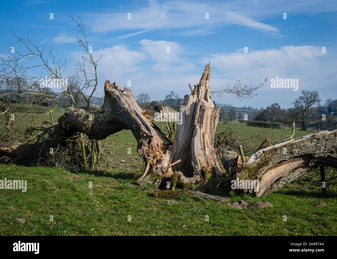 Storm damaged Oak tree in the Ribble Valley, Lancashire, UK. Stock Photo