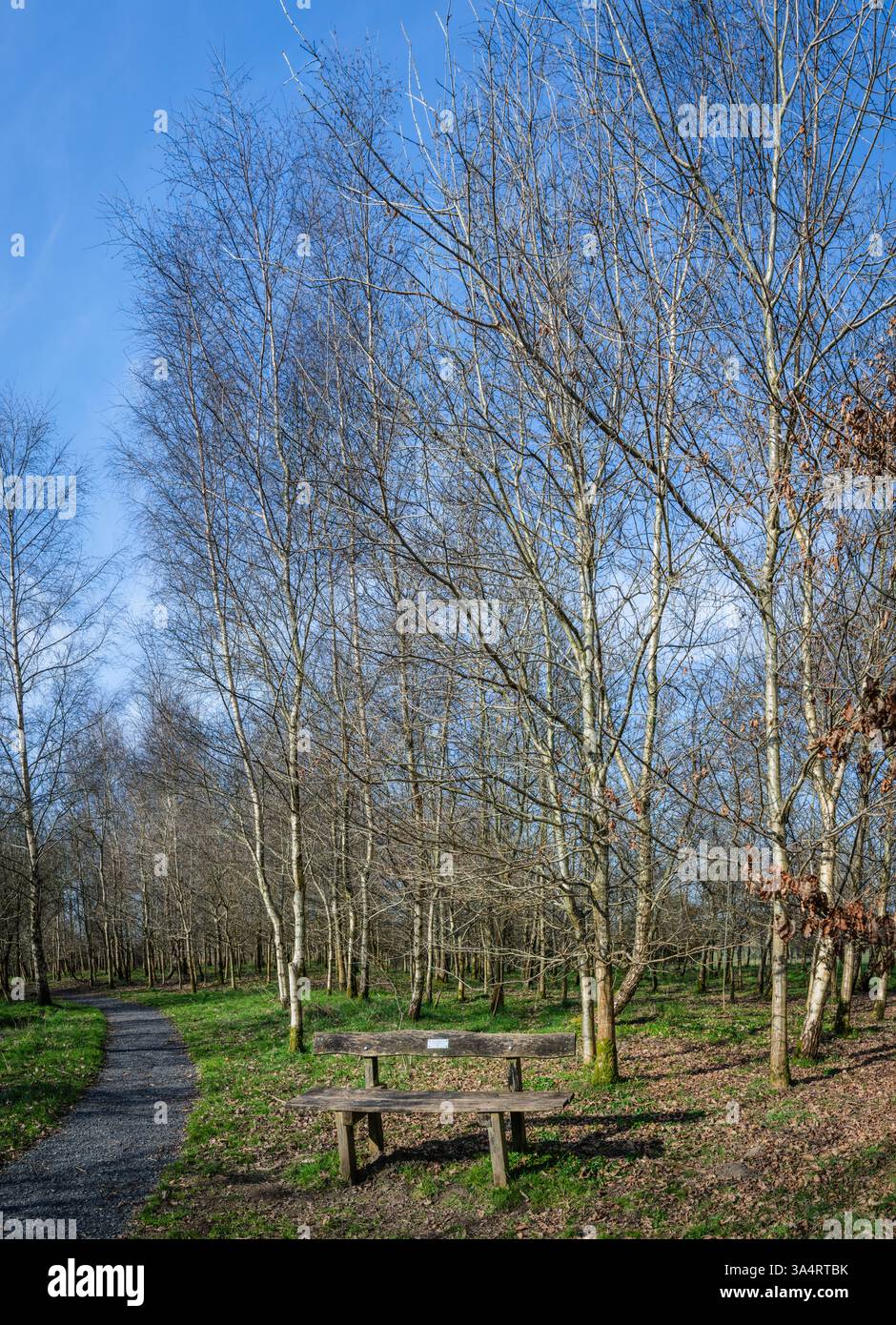 Silver Birch grove with bench at Greendale Wood, Grindleton, Ribble Valley, Lancashire, UK. Stock Photo
