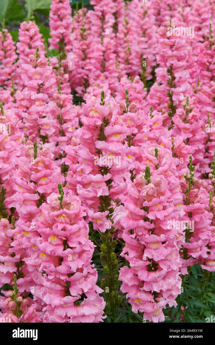 Pink Antirrhinum commonly known as snapdragons Stock Photo