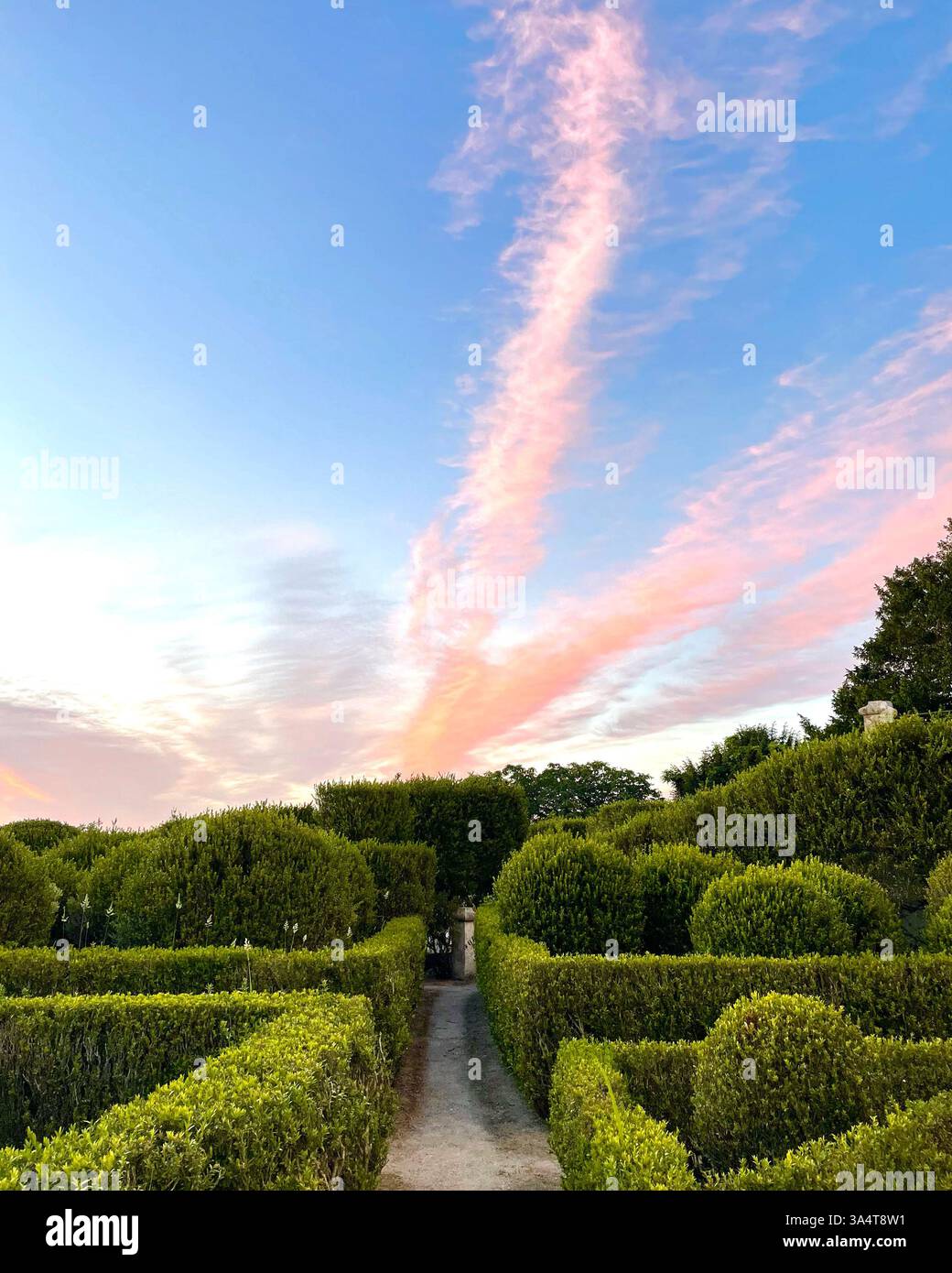 green garden with sunset - Smartphone Captured Stock Image