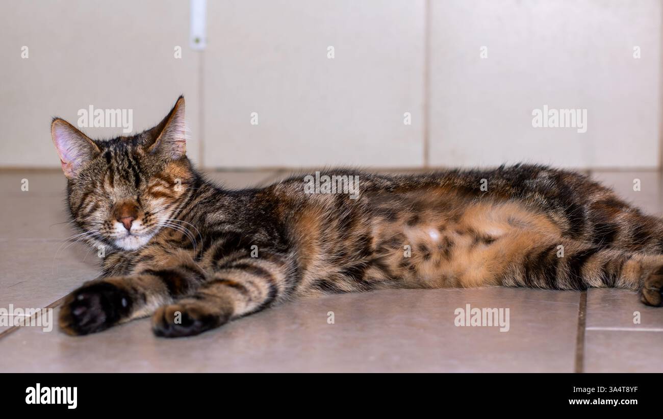 A domestic cat peacefully laying on the floor with its eyes gently ...