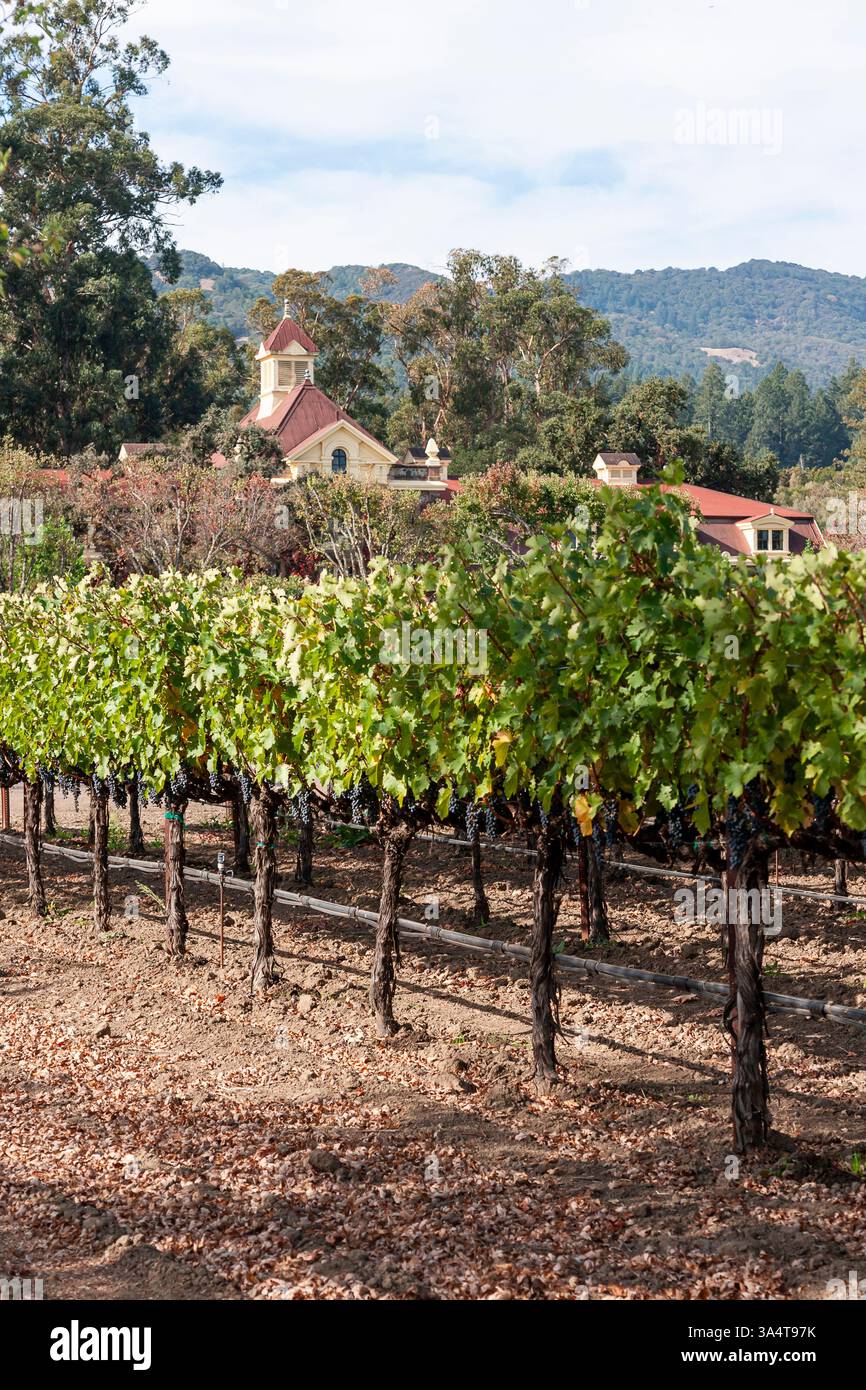 Vineyard in Sonoma Valley, California, USA Stock Photo