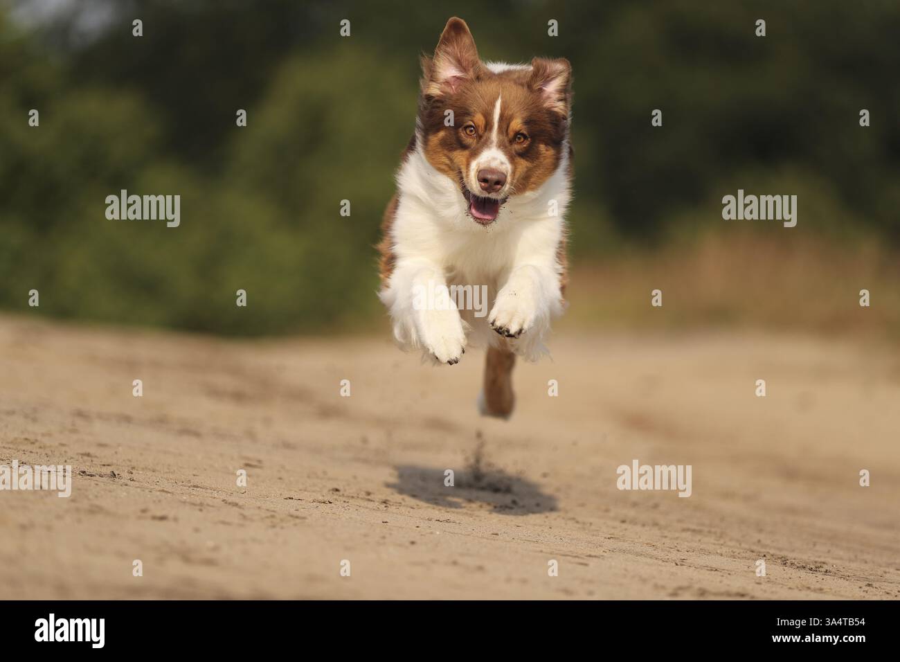 red-tri Australian Shepherd Stock Photo
