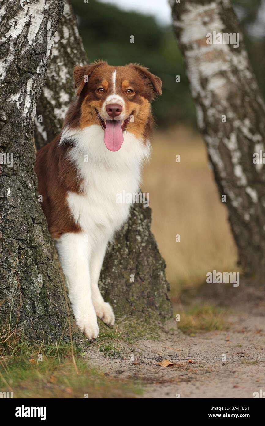 red-tri Australian Shepherd Stock Photo