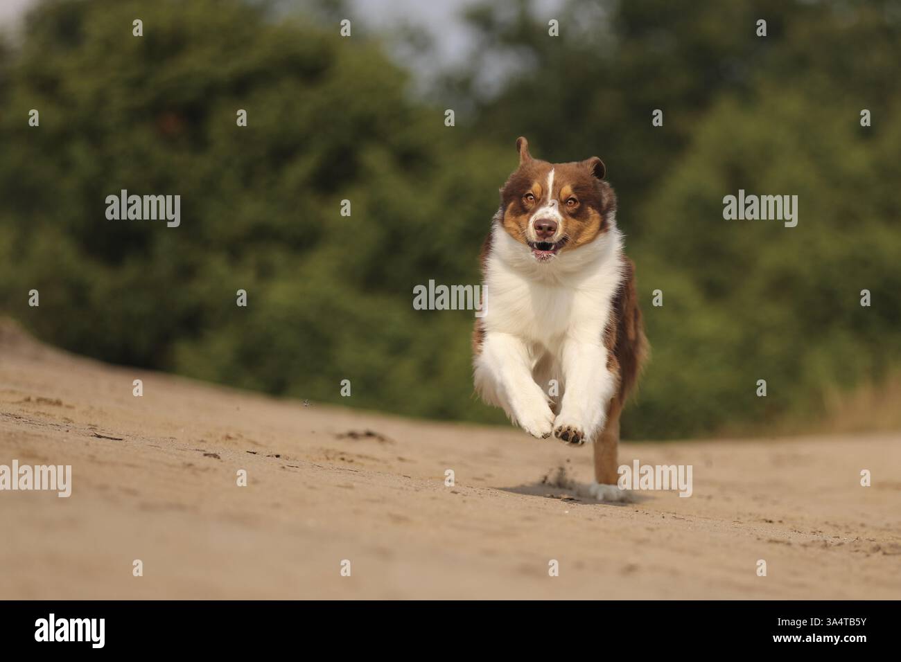 red-tri Australian Shepherd Stock Photo