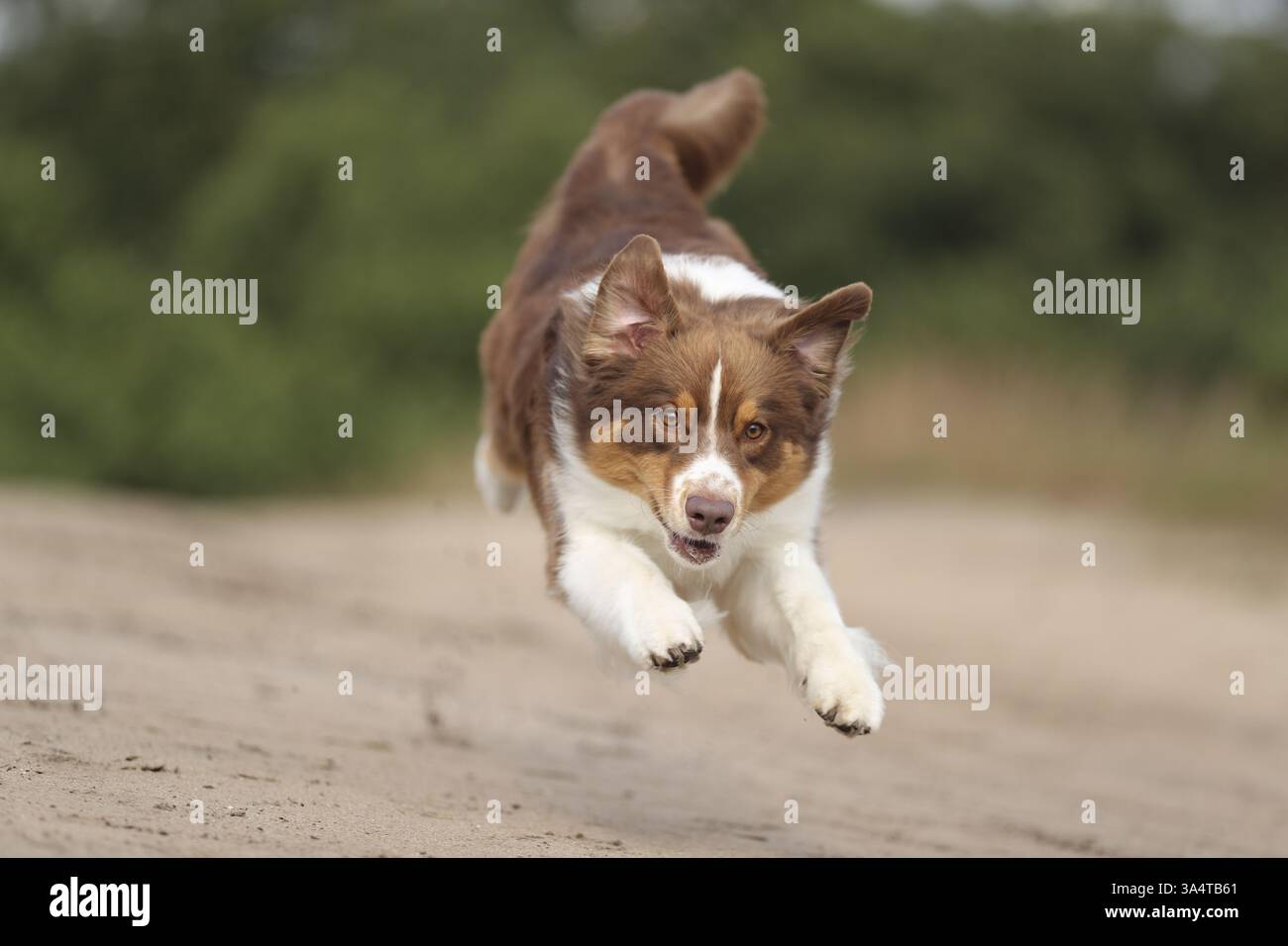 red-tri Australian Shepherd Stock Photo