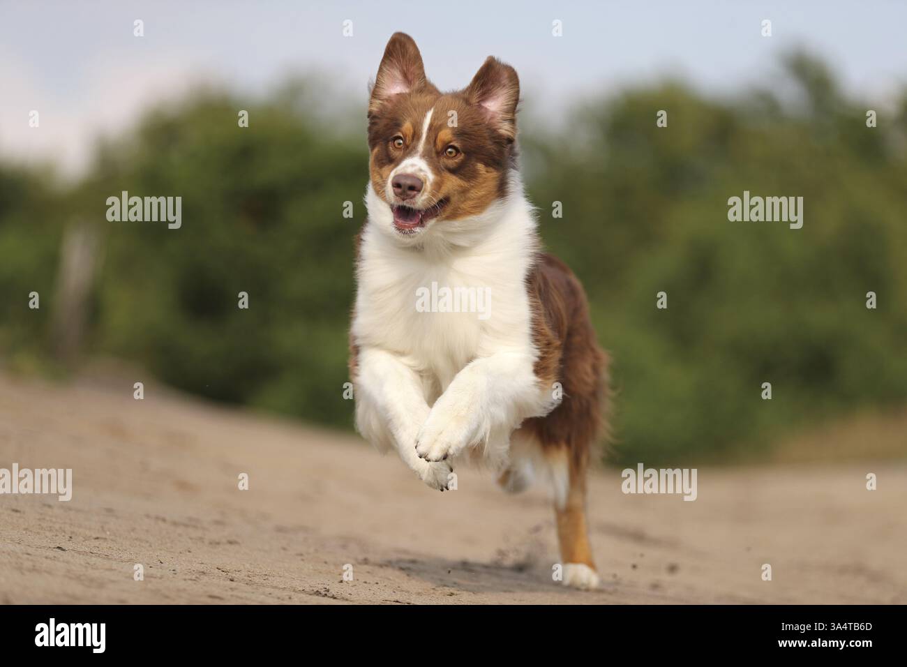 red-tri Australian Shepherd Stock Photo