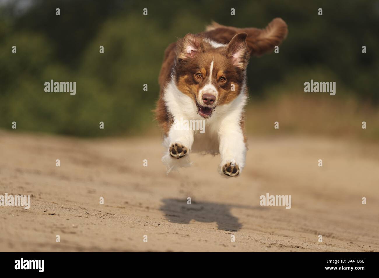 red-tri Australian Shepherd Stock Photo