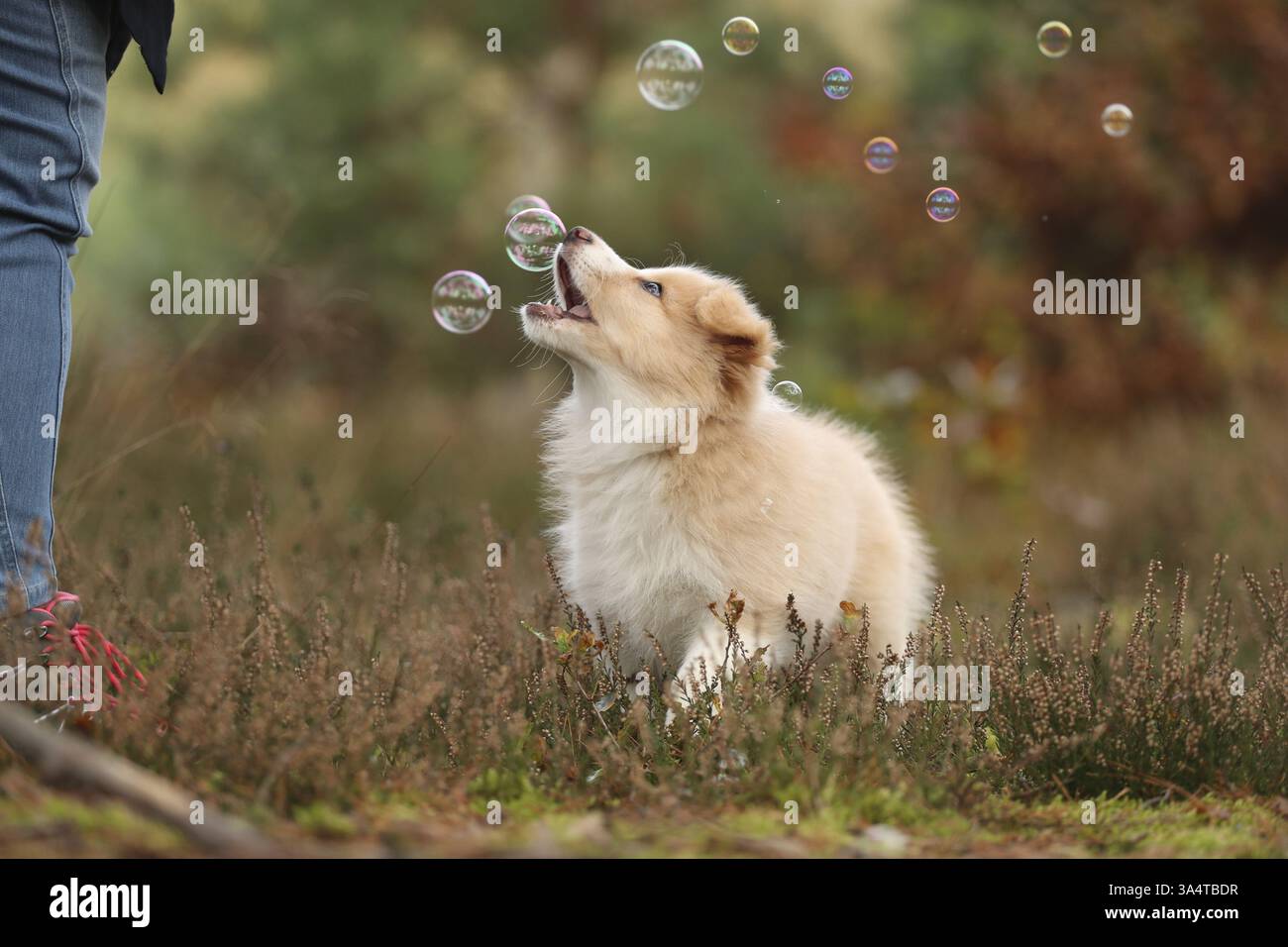 Border Collie puppy Stock Photo
