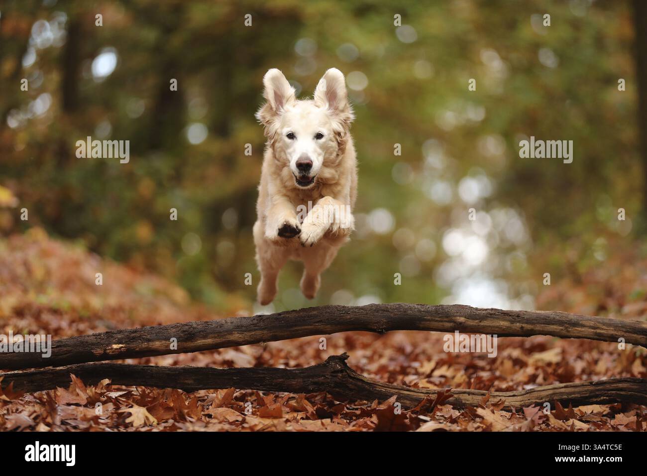Golden Retriever Stock Photo