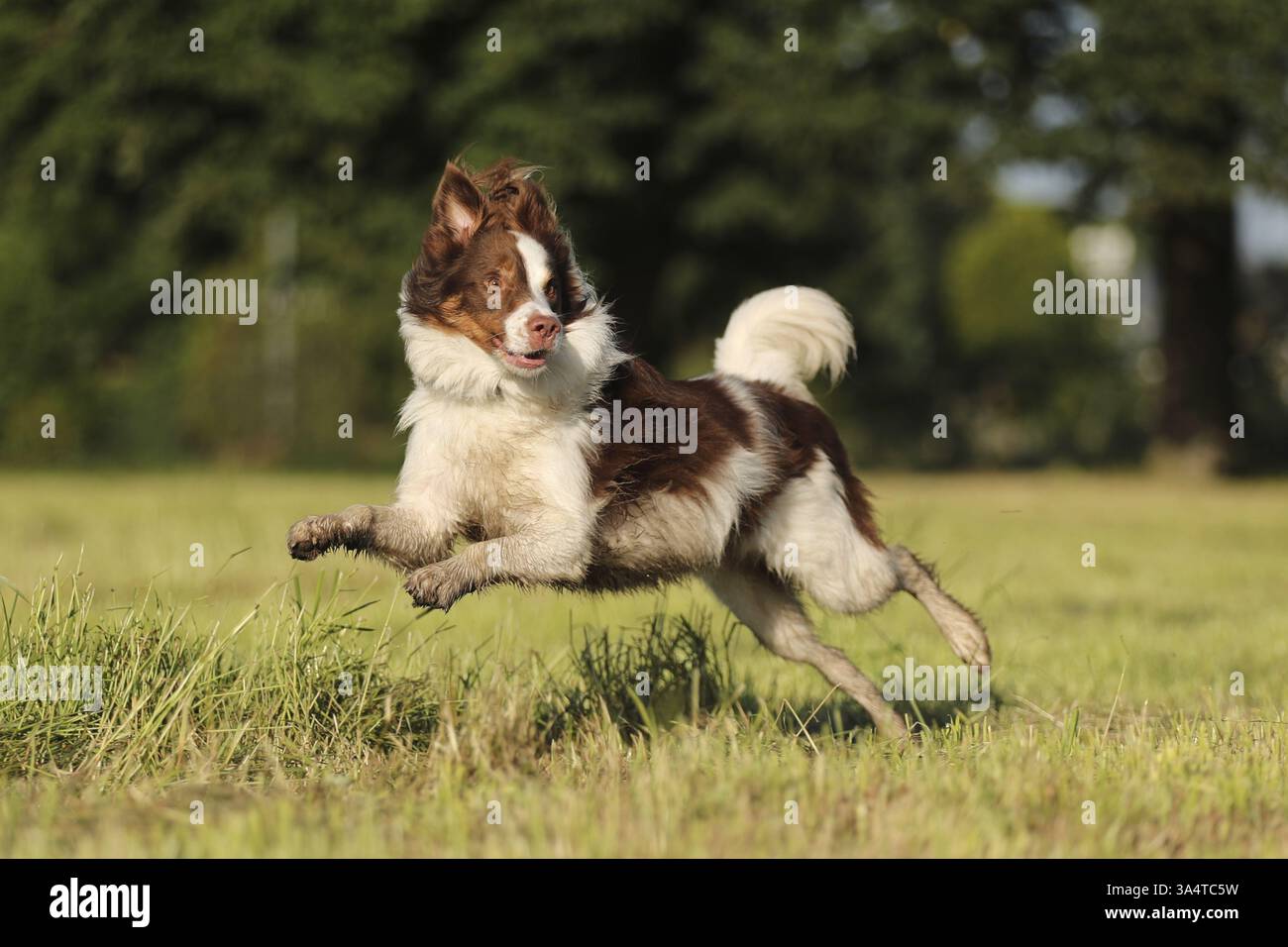 red-tri Australian Shepherd Stock Photo