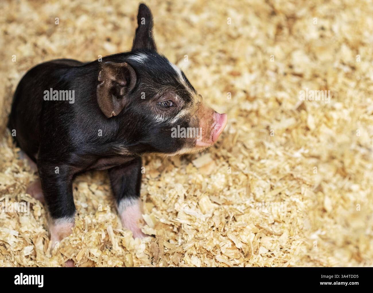A baby Berkshire hog looks adorable in the barn at the farm in Antler Hill Village, on the Biltmore Estate in Asheville, NC, USA Stock Photo