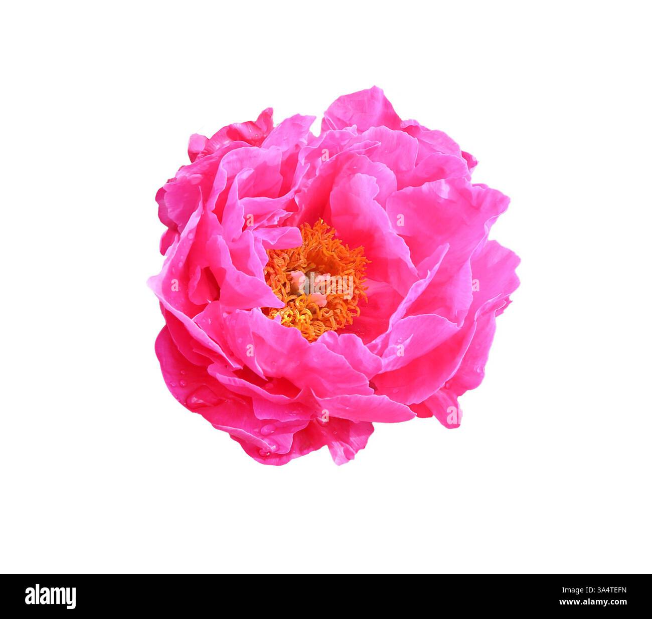 Pink peony flower isolated on white background Stock Photo - Alamy