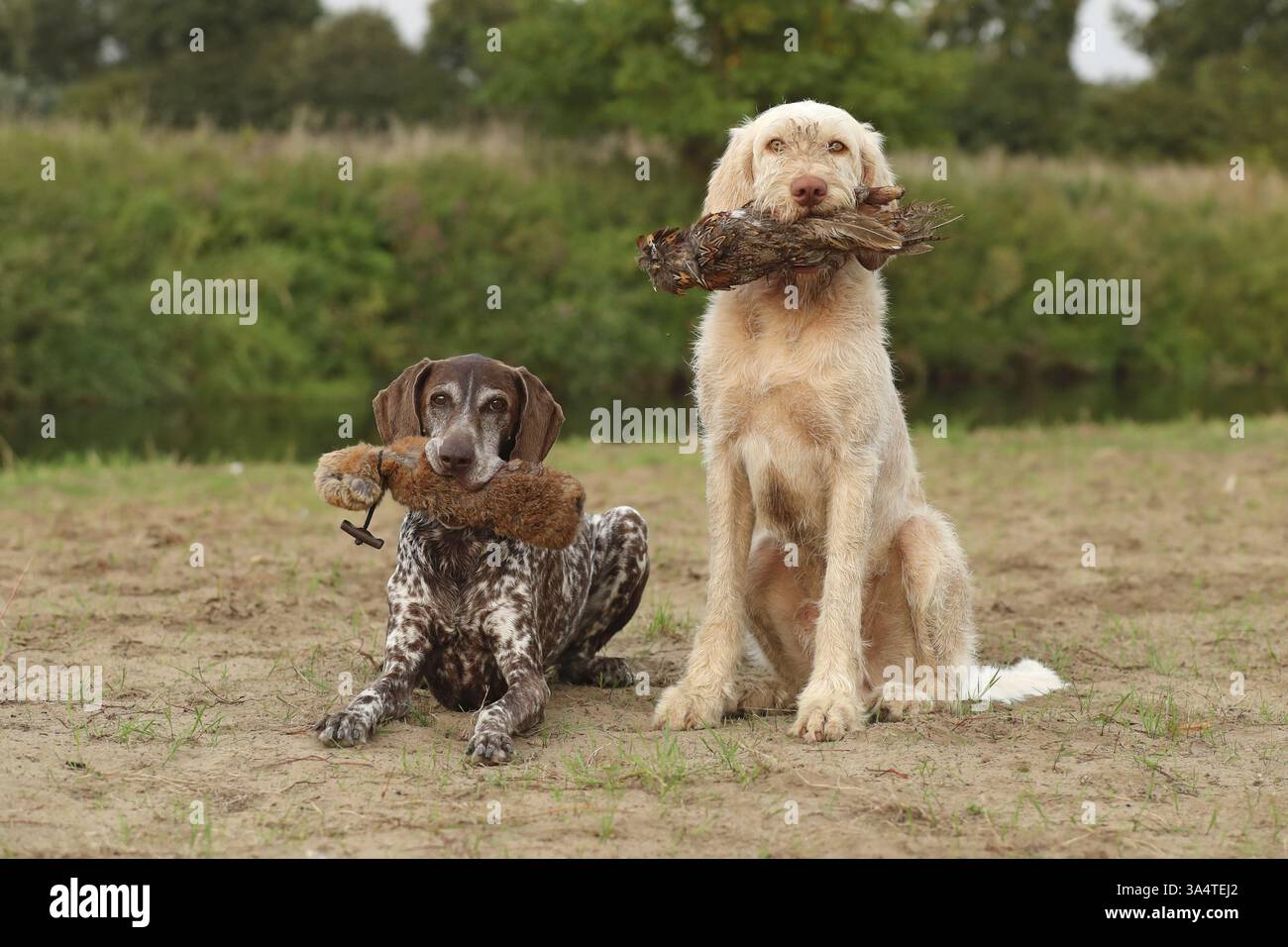 German Shorthaired Pointer Stock Photo