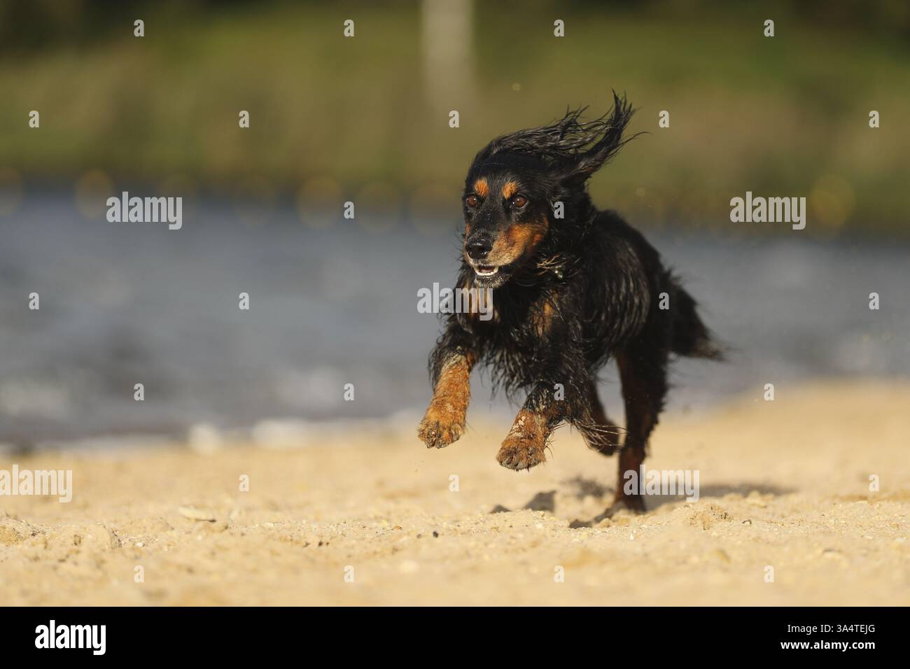 Cocker-Spaniel-Dachshund Stock Photo