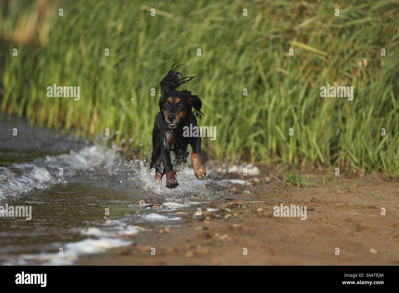Cocker-Spaniel-Dachshund Stock Photo