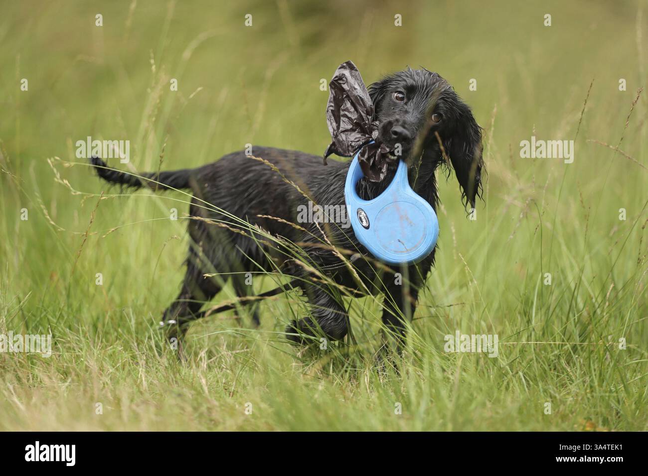 Working Cocker Spaniel Stock Photo