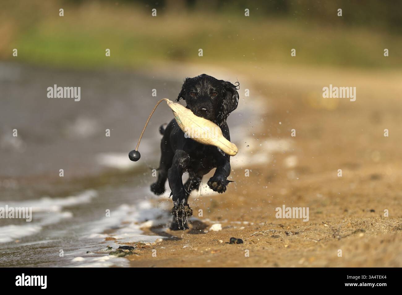 Working Cocker Spaniel Stock Photo
