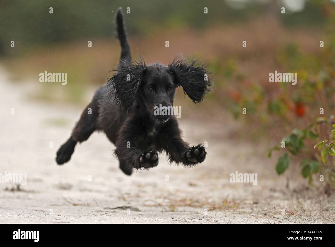 Working Cocker Spaniel Stock Photo
