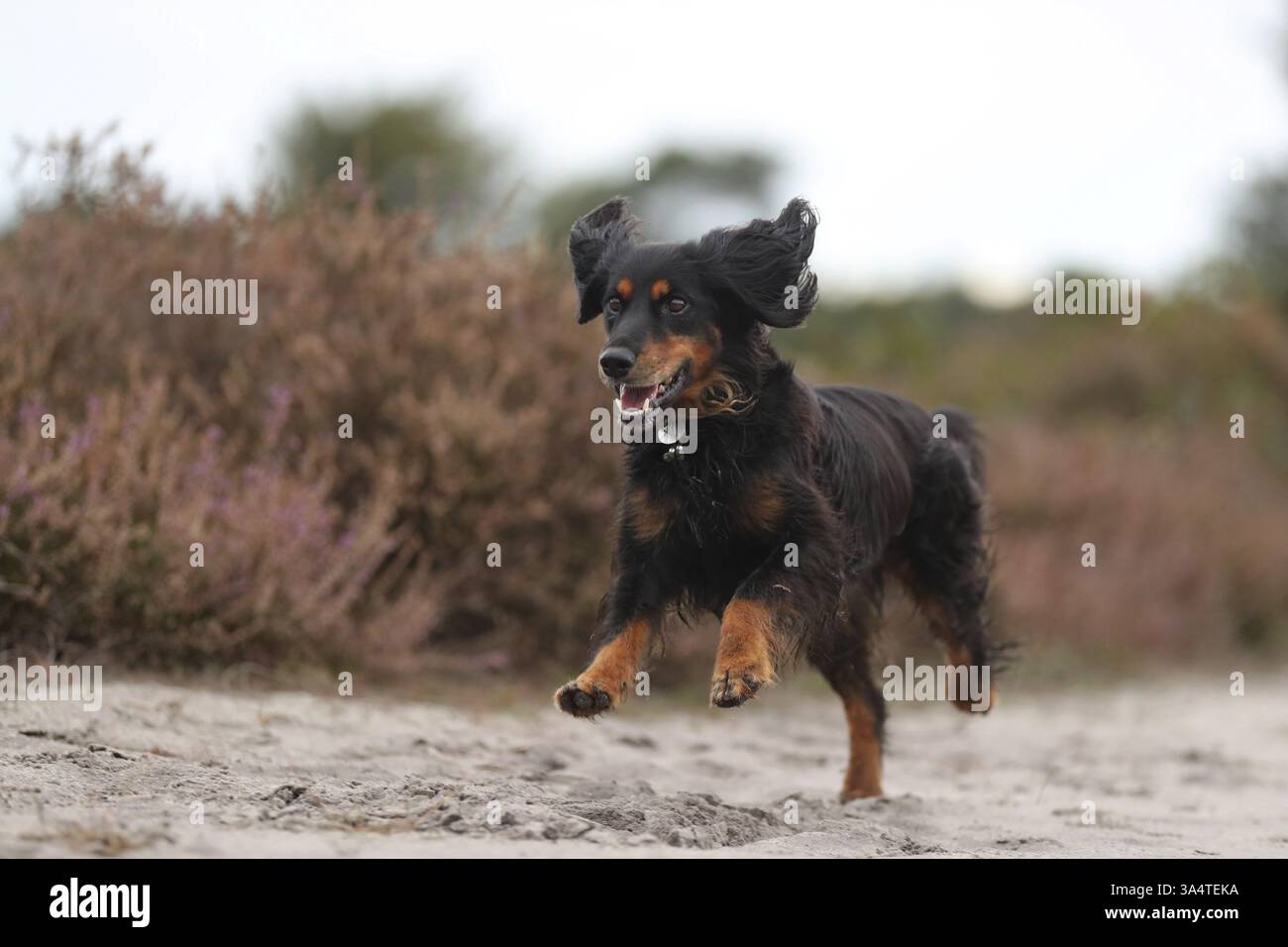 Cocker-Spaniel-Dachshund Stock Photo