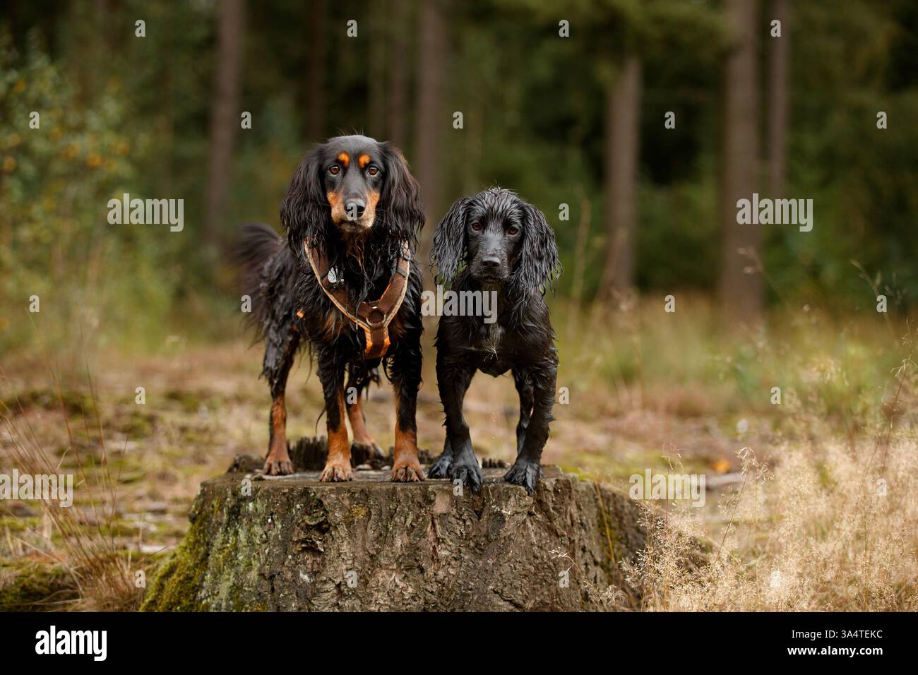 Working Cocker Spaniel Stock Photo