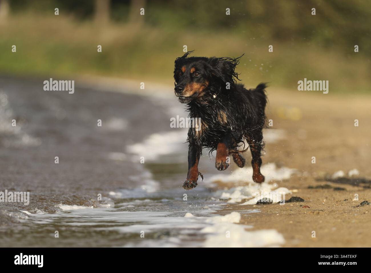 Cocker-Spaniel-Dachshund Stock Photo