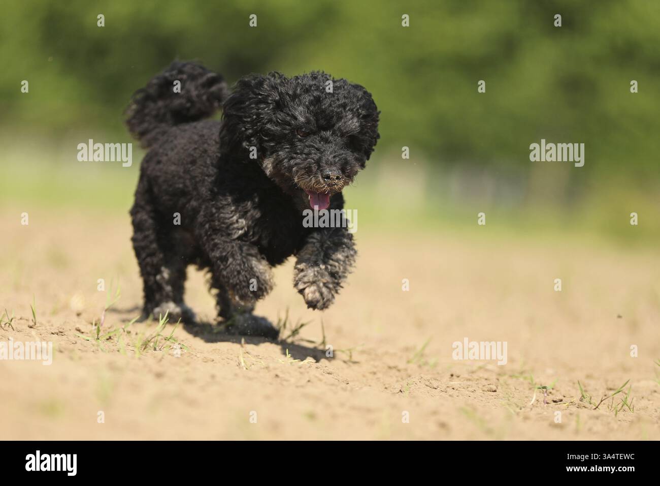 Miniature Poodle Stock Photo