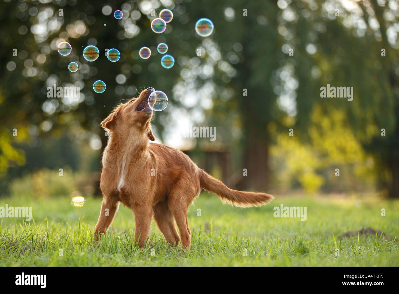 Nova Scotia Duck Tolling Retriever Stock Photo